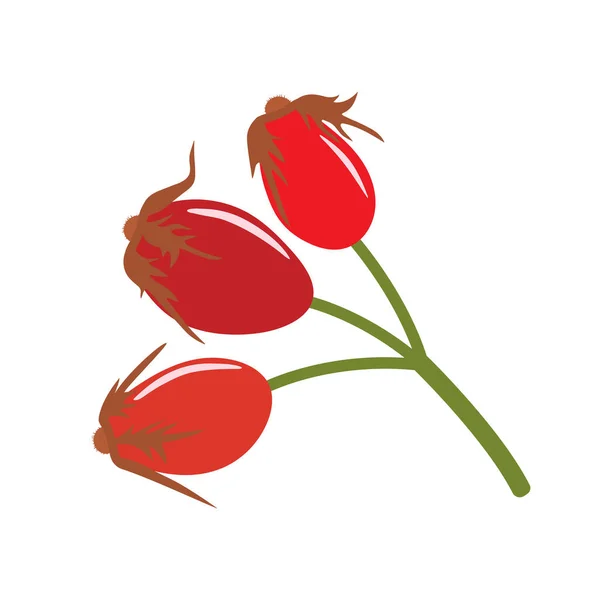 Rosa Canina Sur Fond Blanc Fruits Mûrs — Image vectorielle