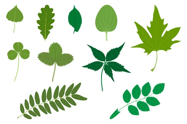 Набор Зеленых Листьев Примеры Простых Сложных Листьев Polar Oak Elm — стоковый вектор