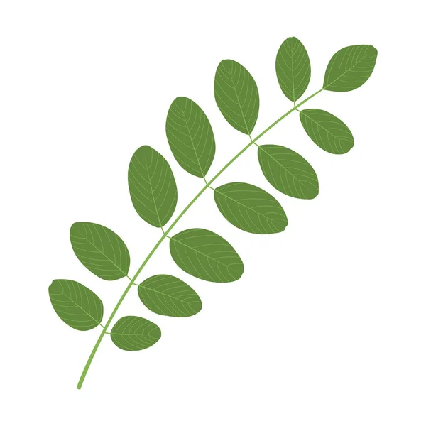 Bileşik Yaprak Kara Çekirge Robinia Psödoacia Beyaz Arkaplanda Yeşil Yaprak — Stok Vektör