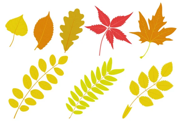 Set Autumn Leaves Poplar Elm Oak Parthenocissus Quinquefolia Platanus Orientalis — Stock Vector