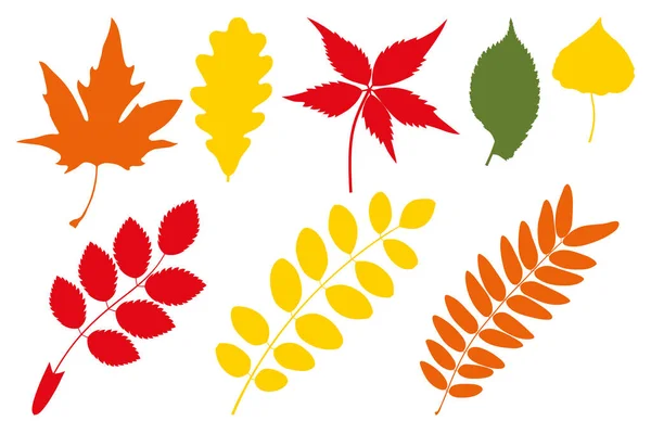 Leaf silhouettes. Set of autumn leaves. Platanus orientalis, Oak, Parthenocissus quinquefolia, Elm, Poplar, Rosa canina, Black locust, Honey locust.