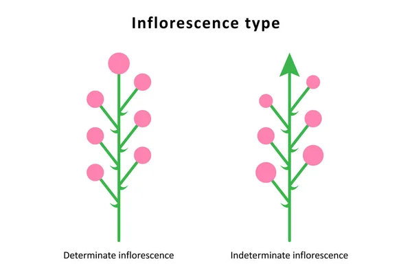 Tipos Inflorescencia Inflorescencias Determinadas Indeterminadas — Archivo Imágenes Vectoriales