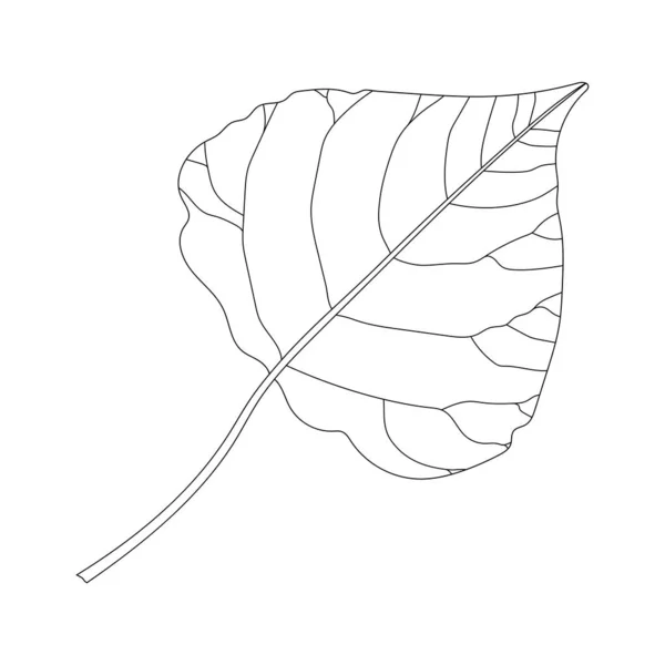 杨树叶 黑白插图 — 图库照片