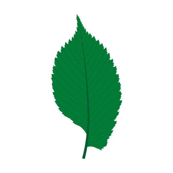 简单的叶子例子 单片叶子 叶尖尖 榆树叶子具双锯齿状边缘 基部不对称 未裂开的单片叶子 — 图库照片