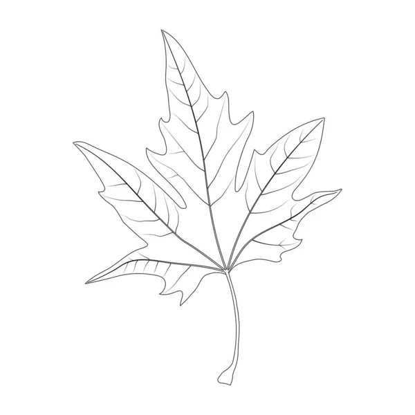 简单的叶子例子 柔嫩的裂片叶子 普朗斯简单的叶子 有掌侧呼吸 黑白插图 — 图库矢量图片