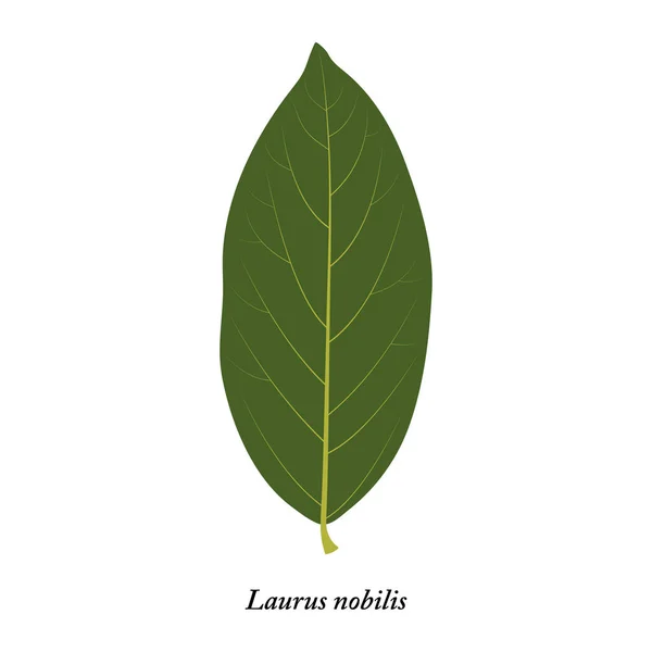 Laurus nobilis. Beyaz arkaplanda yeşil yaprak izole edildi.