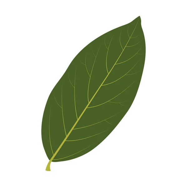 Yeşil Yaprak Beyaz Arkaplanda Izole Edilmiş Laurus Nobilis — Stok Vektör