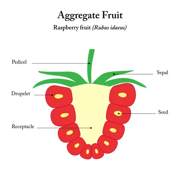 Ahududu meyvesi (Rubus idaeus).