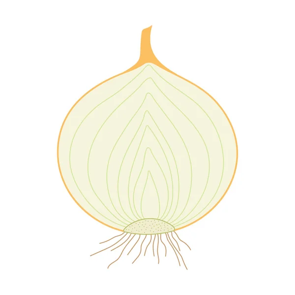 Soğan (Allium cepa). Ampul. Boylamsal bölüm.