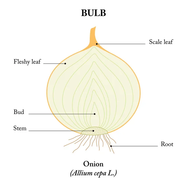 Soğan (Allium cepa). Boylamsal bölüm.