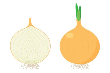 Beyaz arkaplanda soğan izole edildi.