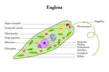 Euglena beyaz arka planda. İç yapı.