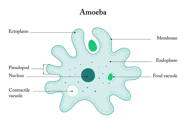 Amoeba Sobre Fondo Blanco Anatomía Una Ameba — Archivo Imágenes Vectoriales