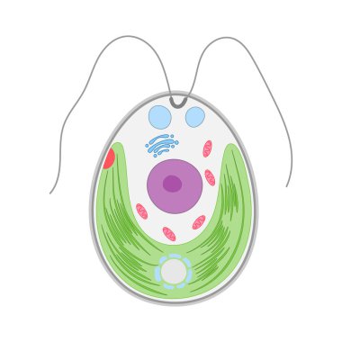 Chlamydomonas 'ın yapısı. Beyaz arkaplanda yeşil yosunlar.
