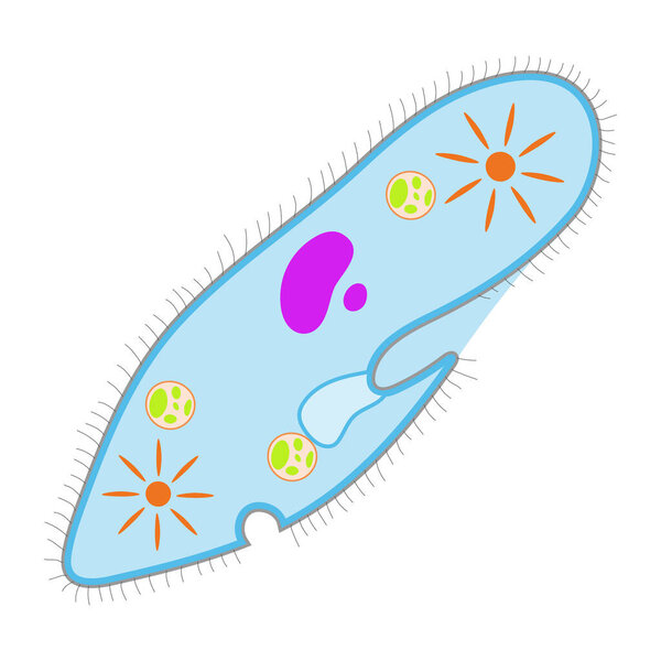 Paramecium caudatum on a white background.