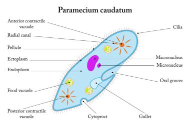 Paramecium caudatum 'un etiketli diyagramı.