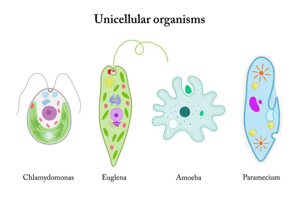 Organismos Unicelulares Chlamydomonas Euglena Amoeba Paramecium — Archivo Imágenes Vectoriales