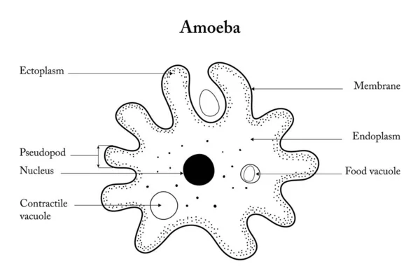 Amoeba 'nın anatomisi. Beyaz arkaplanda Amoeba.