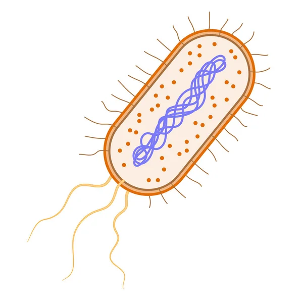 Célula Bacteriana Sobre Fundo Branco — Fotografia de Stock