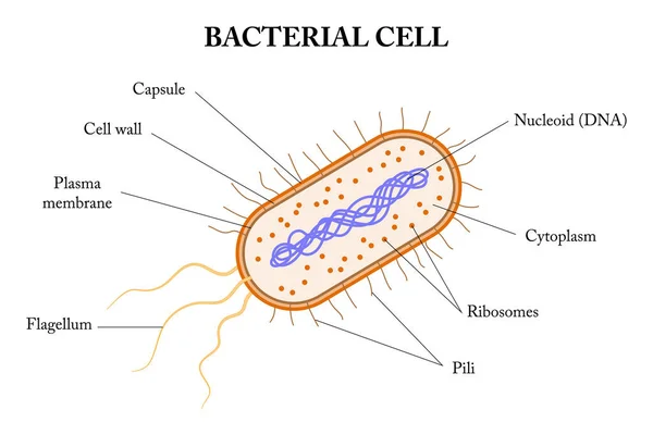 Structere of a bacterial cell. Diagram.