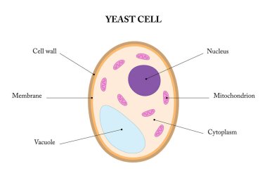 Labeled diagram of a yeast cell. clipart