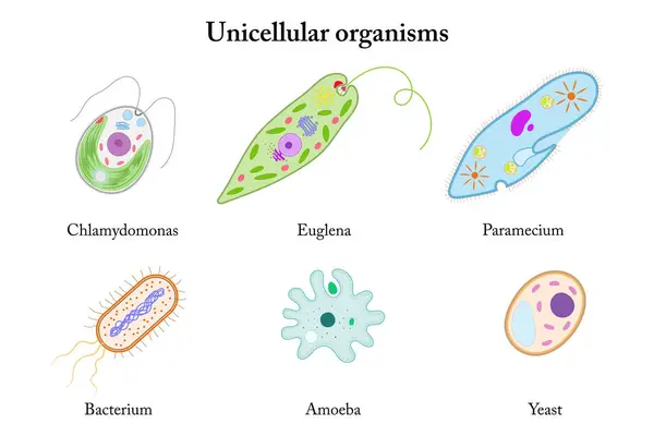 Tek hücreli organizmalar. Chlamydomonas, Euglena, Paramecium, Bacterium, Amoeba, Maya.