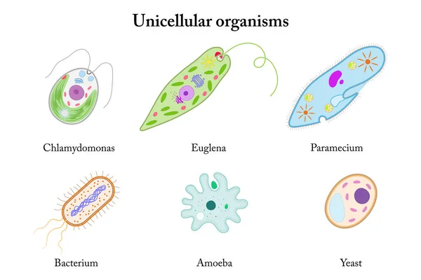 Tek hücreli organizmalar. Chlamydomonas, Euglena, Paramecium, Bacterium, Amoeba, Maya.