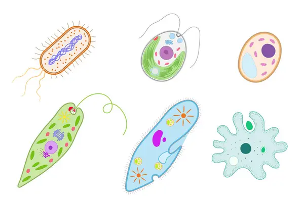 Organismi Unicellulari Batterio Clamidomonas Lievito Euglena Paramecio Ameba — Vettoriale Stock