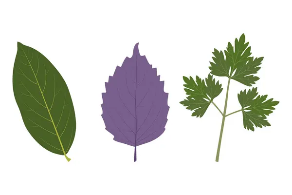 Beyaz arka planda aşçı bitkileri. Koyun yaprağı, fesleğen, maydanoz.