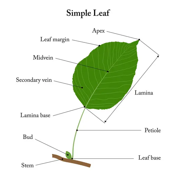 Simple leaf. Parts of a leaf. Pear leaf. Diagram.