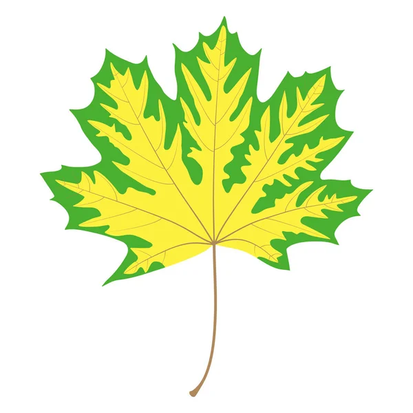 Beyaz arka planda sonbahar akçaağaç yaprağı. Norveç akçaağacı.