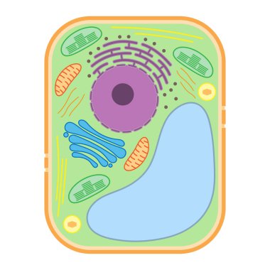 Structure of a plant cell. Plant cell organelles. clipart