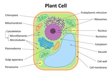Bir bitki hücresinin yapısı. Bitki hücresi organelleri. Diyagram.