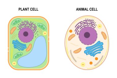 The structure of a plant cell and an animal cell. clipart