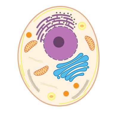 Structure of a animal cell. Animal cell organelles. clipart