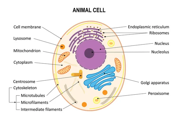 Hayvan hücresi. Diyagram. Hayvan hücre organelleri.