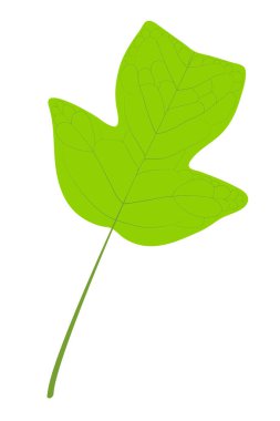 Liriodendron tulipiferası. Lale ağacı. İndirilmiş yaprak.