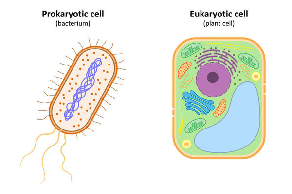 Prokaryotic cell (bacterium) and eukaryotic cell (plant cell).