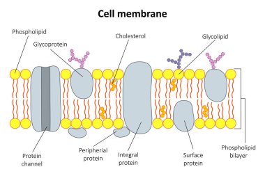 Hücre zarının yapısı. Diyagram.