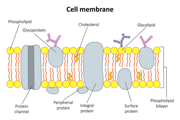 The structure of the cell membrane. Diagram.