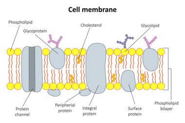 Hücre zarının yapısı. Diyagram.