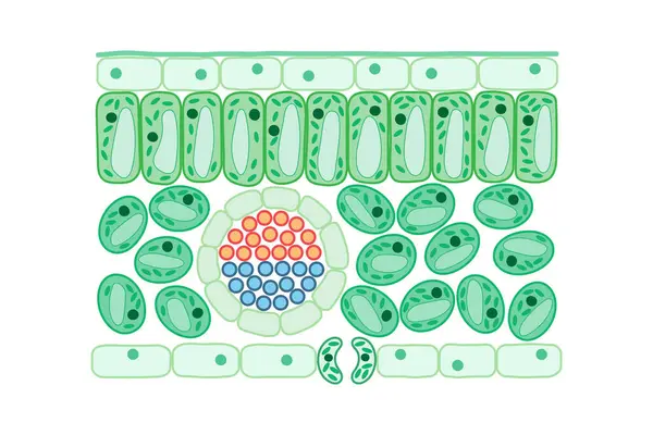 Yaprak yapısı. Yaprağın iç yapısı. Diyagram.