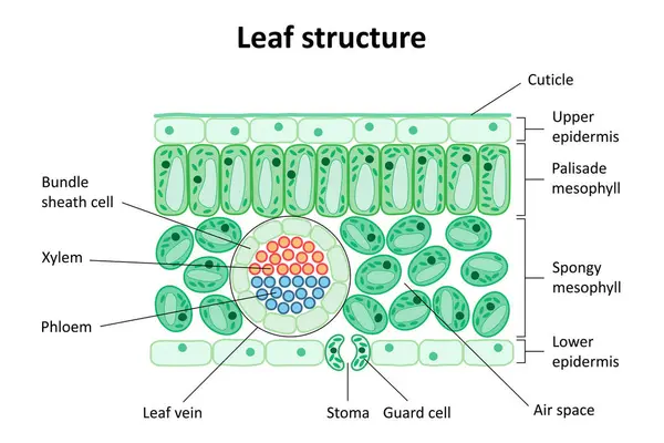 Yaprağın iç yapısı. Diyagram. Yaprak yapısı.