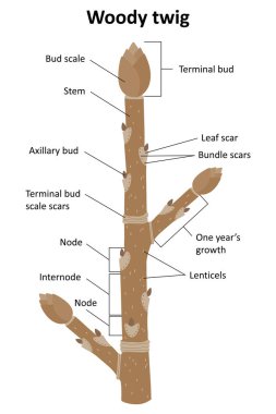 Woody twig. Parts of a winter twig. clipart