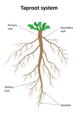 Taproot sisteminin yapısını. Etiket diyagramı.