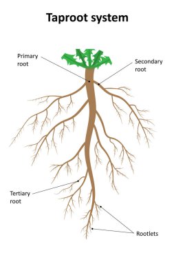 Taproot sisteminin yapısını. Etiket diyagramı.