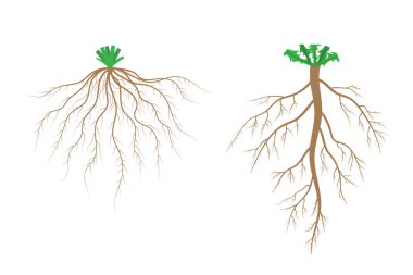 Kök sistemleri. Fibröz kök sistemi ve taproot sistemi.