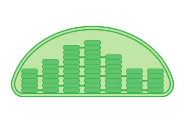 The structure of the chloroplast. clipart