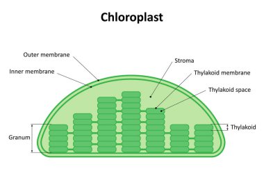 The structure of the chloroplast. Diagram. clipart