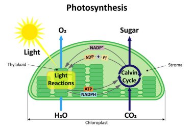 The process of photosynthesis in a plant. Diagram. clipart